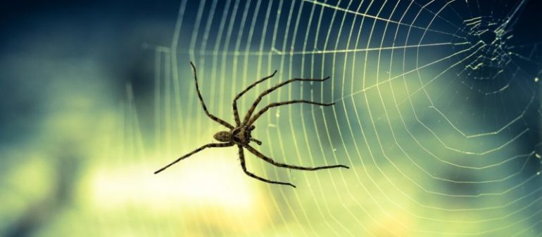 Tipps gegen Spinnen im Haus